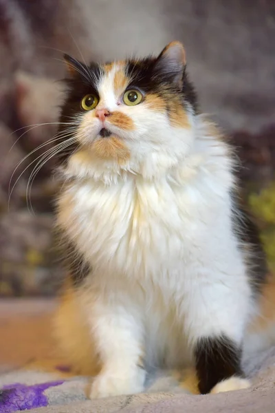 Beautiful Fluffy Tricolor Cat Mestizo Persian Sofa Home — Stock Photo, Image