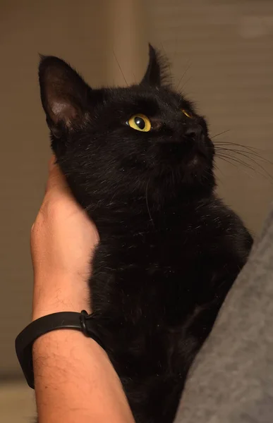 Милий Домашній Чорний Короткошерстий Кіт Руках — стокове фото