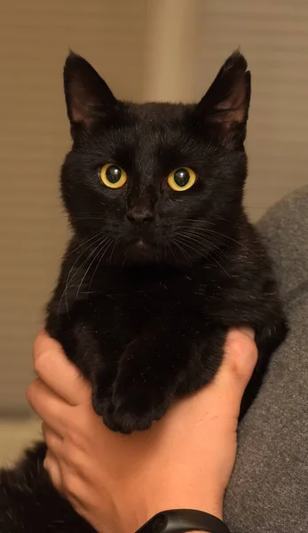 Χαριτωμένο Εγχώριο Μαύρο Shorthaid Γάτα Στα Χέρια — Φωτογραφία Αρχείου