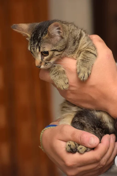 可爱的棕色小胖胖的小猫咪手牵着 — 图库照片