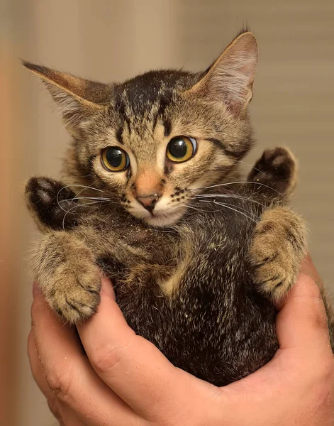 Roztomilý Malý Hnědý Tabby Krátkosrstý Kotě Rukách — Stock fotografie