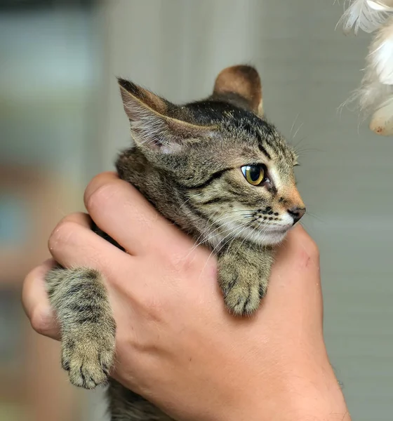 Roztomilý Malý Hnědý Tabby Krátkosrstý Kotě Rukách — Stock fotografie