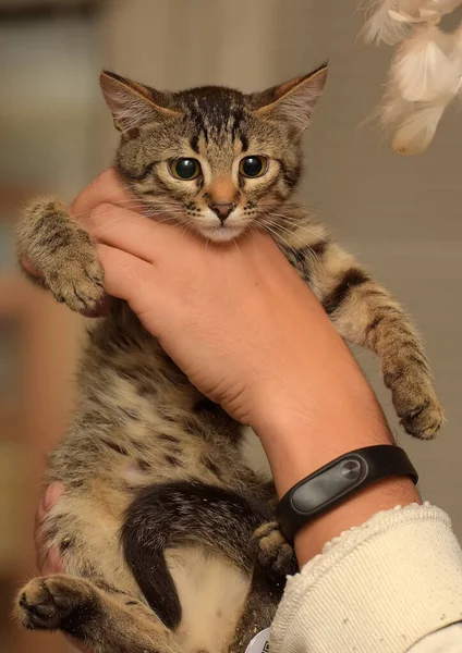 Słodkie Mało Brązowy Tabby Skrócone Kotek Ręce — Zdjęcie stockowe