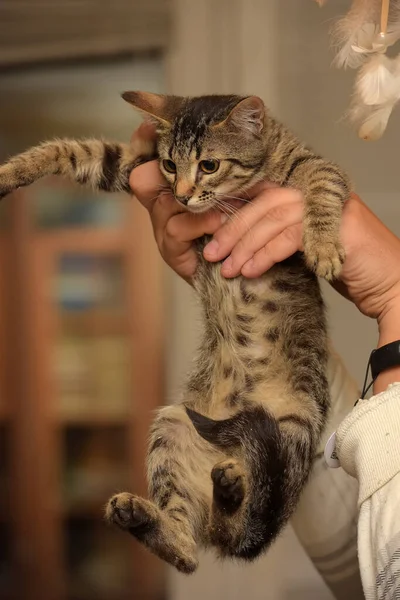 Mignon Petit Chaton Poil Court Tabby Brun Dans Les Mains — Photo