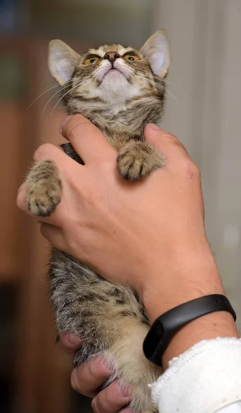 Söt Liten Brun Tabby Stenografikattunge Händerna — Stockfoto