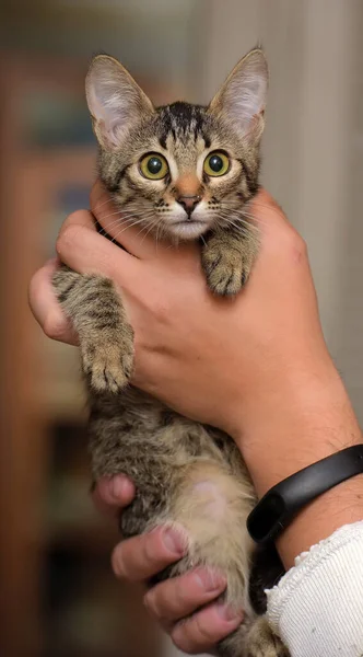 Bonito Pequeno Marrom Tabby Shorthair Gatinho Mãos — Fotografia de Stock