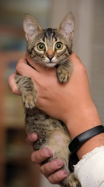 Schattig Klein Bruin Tabby Steno Kitten Handen — Stockfoto