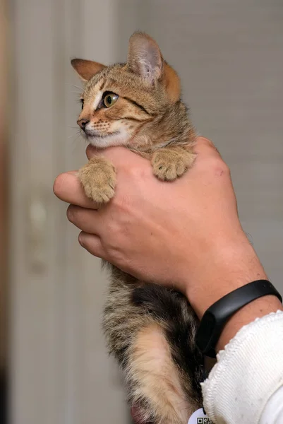 Cute Little Brown Tabby Shorthair Kitten Hands — Stock Photo, Image