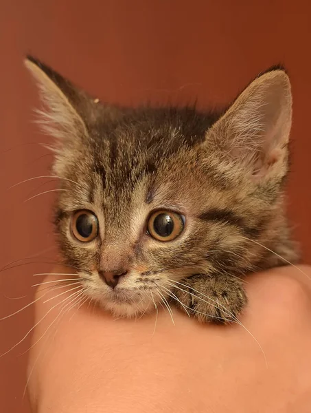 Bonito Pequeno Marrom Tabby Shorthair Gatinho Mãos — Fotografia de Stock