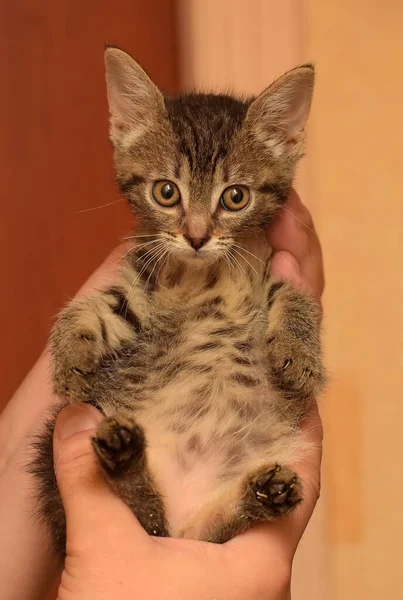 Mignon Petit Chaton Poil Court Tabby Brun Dans Les Mains — Photo