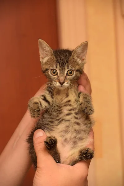 Roztomilý Malý Hnědý Tabby Krátkosrstý Kotě Rukách — Stock fotografie