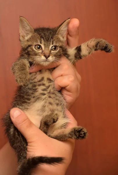 Cute Sedikit Coklat Tabby Kucing Pendek Tangan — Stok Foto