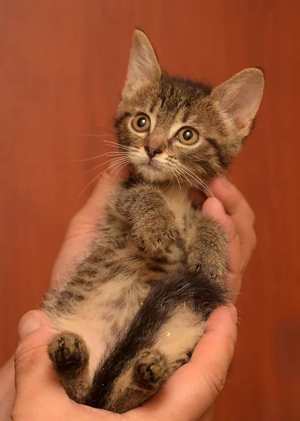 Cute Little Brown Tabby Shorthair Kitten Hands — Stock Photo, Image