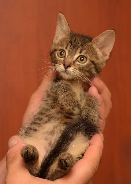 Χαριτωμένο Μικρό Καφέ Tabby Shorthair Γατάκι Στα Χέρια — Φωτογραφία Αρχείου