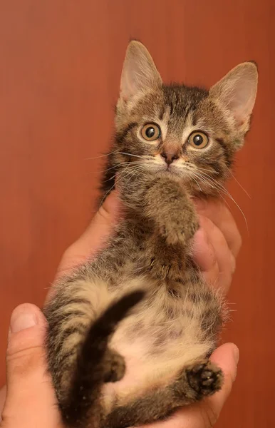 Carino Poco Marrone Tabby Stenografia Gattino Mano — Foto Stock