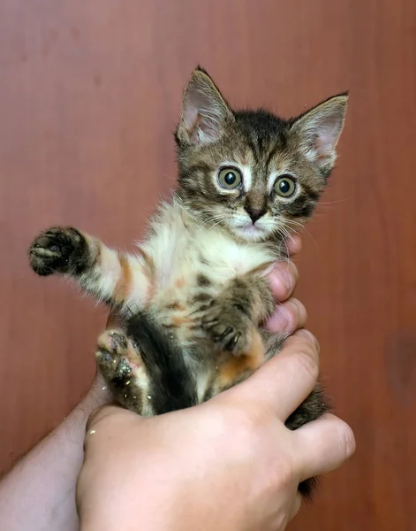 可爱的棕色小胖胖的小猫咪手牵着 — 图库照片
