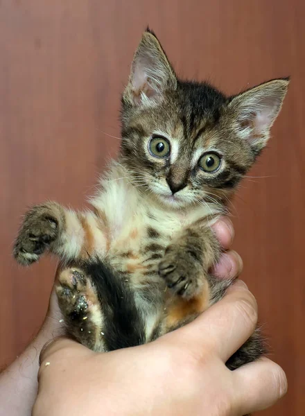 Schattig Klein Bruin Tabby Steno Kitten Handen — Stockfoto