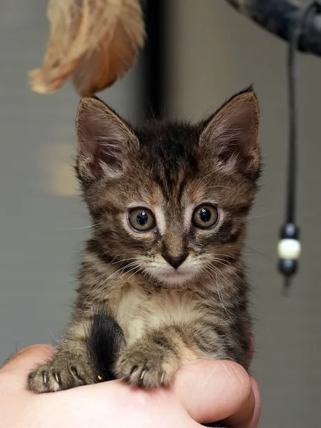 Bonito Pequeno Marrom Tabby Shorthair Gatinho Mãos — Fotografia de Stock