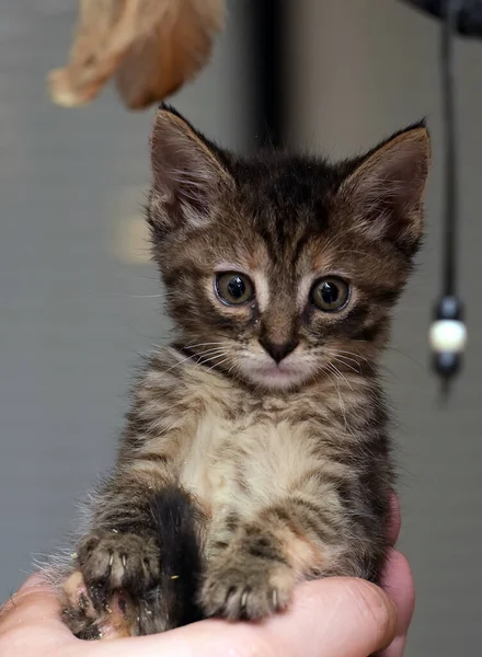 Bonito Pequeno Marrom Tabby Shorthair Gatinho Mãos — Fotografia de Stock