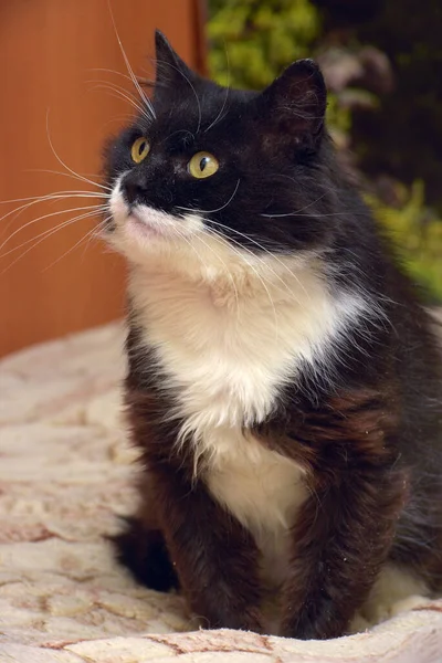 บแมวเต านมส ขาวน งบนโซฟา — ภาพถ่ายสต็อก