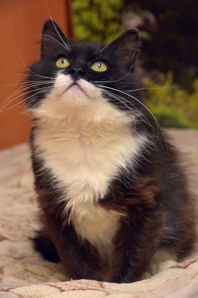 Симпатичный Пушистый Чёрный Белогрудой Кошкой Сидящей Диване — стоковое фото