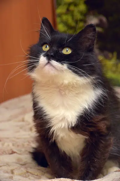 Fofo Preto Fofo Com Branco Peito Gato Sentado Sofá — Fotografia de Stock