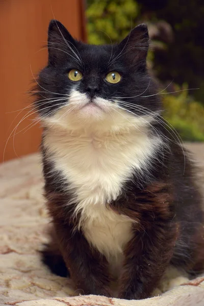 Lindo Mullido Negro Con Blanco Pecho Gato Sentado Sofá —  Fotos de Stock