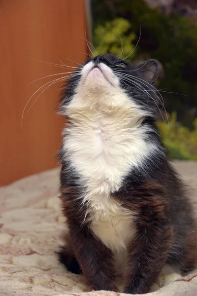 Roztomilý Načechraný Černošky Bílou Prsou Kočka Sedí Gauči — Stock fotografie