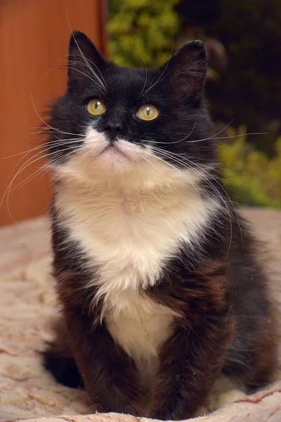 Niedlich Flauschig Schwarz Mit Weißen Brüsten Katze Sitzt Auf Der — Stockfoto