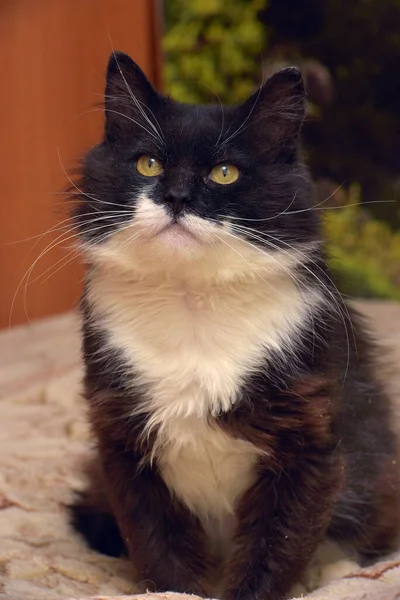 Schattig Pluizig Zwart Met Witte Borst Kat Zitten Bank — Stockfoto