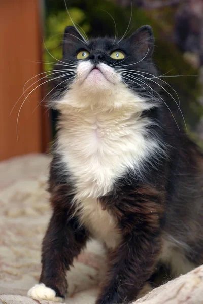 Lindo Mullido Negro Con Blanco Pecho Gato Sentado Sofá — Foto de Stock