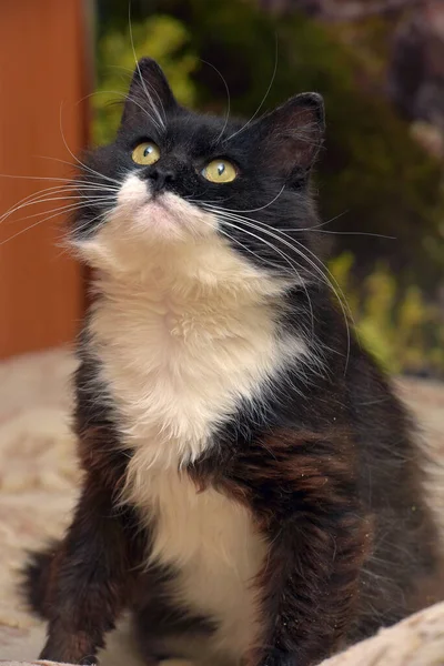 Fofo Preto Fofo Com Branco Peito Gato Sentado Sofá — Fotografia de Stock