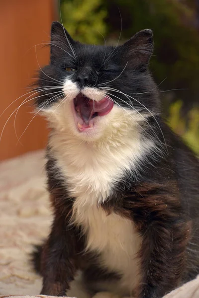 Niedlich Flauschig Schwarz Mit Weißen Brüsten Katze Sitzt Auf Der — Stockfoto