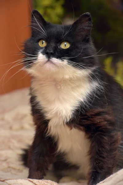 Cute Fluffy Black White Breasted Cat Sitting Couch — Stock Photo, Image