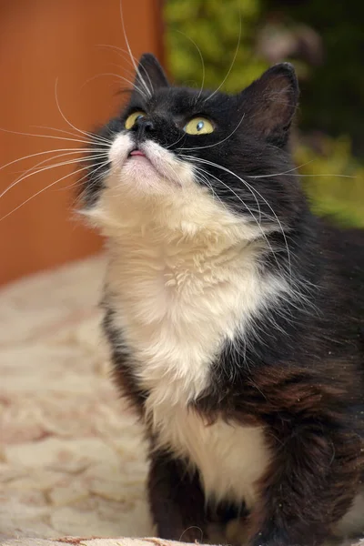 Lindo Mullido Negro Con Blanco Pecho Gato Sentado Sofá —  Fotos de Stock