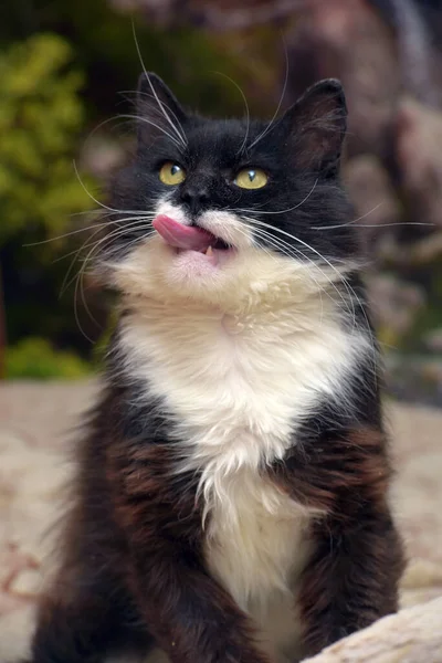 Симпатичный Пушистый Чёрный Белогрудой Кошкой Сидящей Диване — стоковое фото