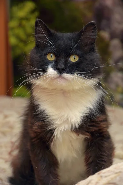 Cute Fluffy Black White Breasted Cat Sitting Couch — Stock Photo, Image