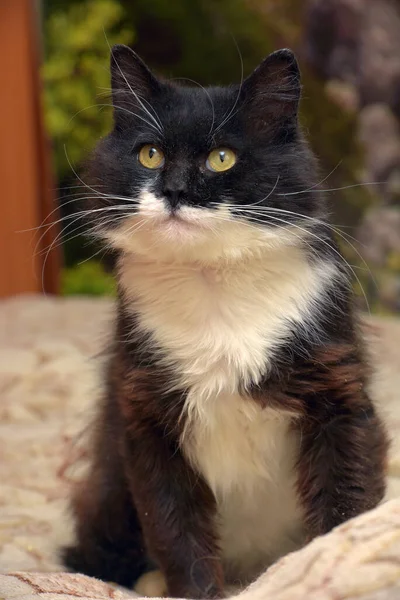 Lindo Mullido Negro Con Blanco Pecho Gato Sentado Sofá —  Fotos de Stock