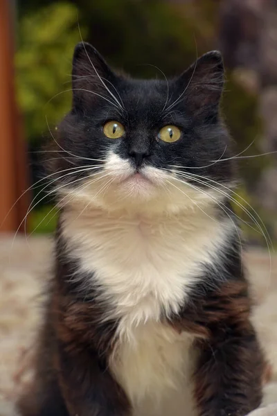Niedlich Flauschig Schwarz Mit Weißen Brüsten Katze Sitzt Auf Der — Stockfoto