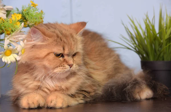 Lindo Mullido Marrón Persa Gato Mesa Lado Macetas Flores — Foto de Stock