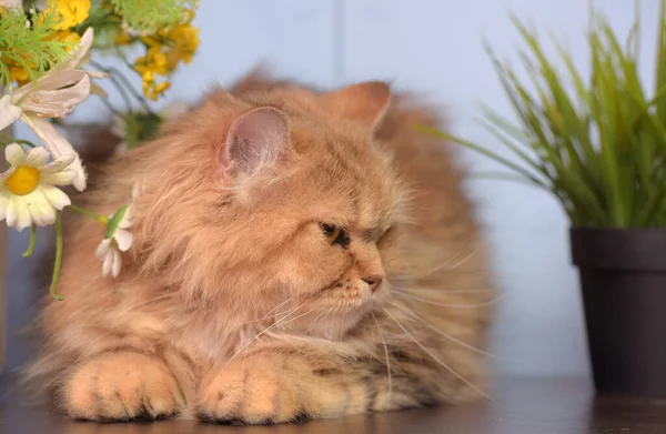 鉢植えの花の横のテーブルの上にかわいいふわふわの茶色のペルシャ猫 — ストック写真
