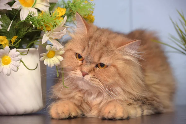 鉢植えの花の横のテーブルの上にかわいいふわふわの茶色のペルシャ猫 — ストック写真