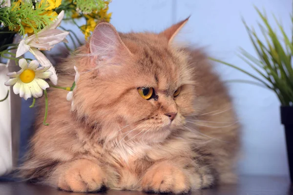 鉢植えの花の横のテーブルの上にかわいいふわふわの茶色のペルシャ猫 — ストック写真