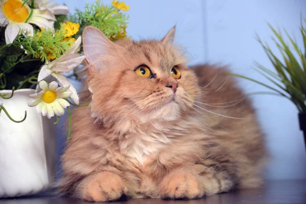 可爱的绒毛棕色波斯猫在盆栽花旁边的桌子上 — 图库照片