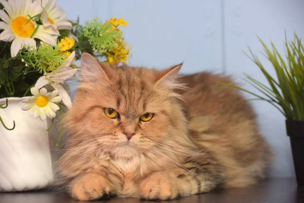 Cute Fluffy Brown Persian Cat Table Next Potted Flowers — Stock Photo, Image