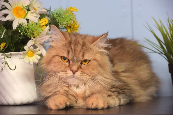 Niedliche Flauschige Braune Perserkatze Auf Dem Tisch Neben Topfblumen — Stockfoto