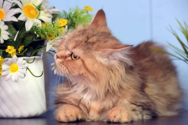 Cute Fluffy Brown Persian Cat Table Next Potted Flowers — Stock Photo, Image