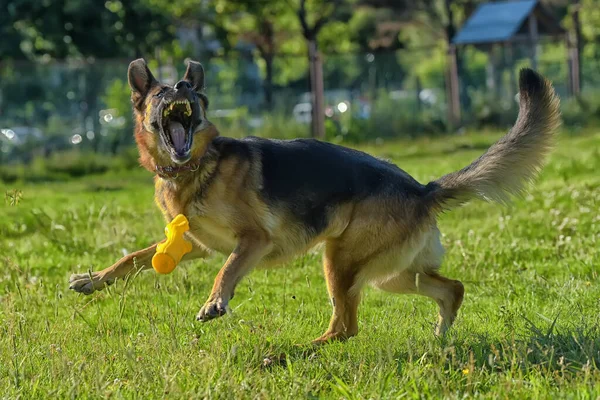 Duitse Herder Loopt Het Park Een Grasveld Met Groen Gras — Stockfoto