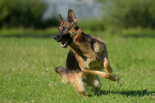 Duitse Herder Loopt Het Park Een Grasveld Met Groen Gras — Stockfoto