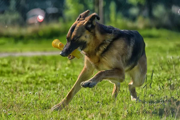 Schäferhund Läuft Park Auf Einer Wiese Mit Grünem Gras — Stockfoto